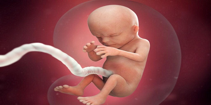 Fetus1 - چرا جنین خودش را سفت می کند؟